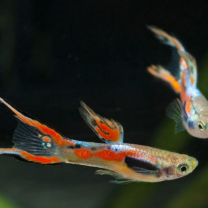 Guppys endlers à vendre. 50 centimes pièce ou 8 euros les 20.