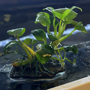 Anubias barteri nana