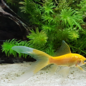 Publication de NEGUS69