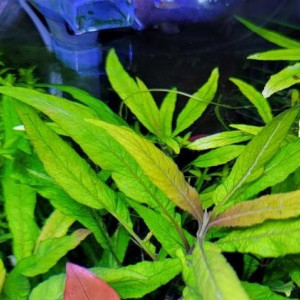 Hygrophila