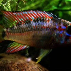 Apistogramma Ortegai Papagei