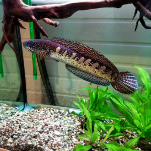 Channa aurantimaculata