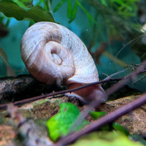 Publication de ArtemusKlegg