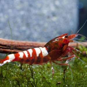 Crevettes RED TAITIBEE