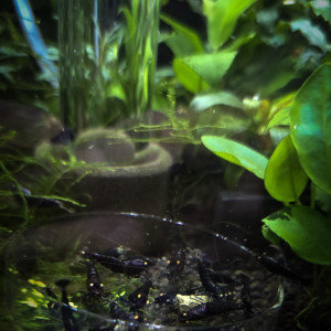 Caridinas Purple Metallic OE