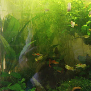 Vente Guppy Endler males