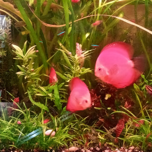 Aquarium 1
