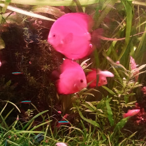 Publication de Balla