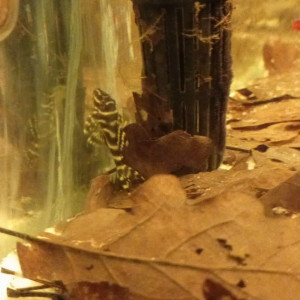 Publication de vv091v