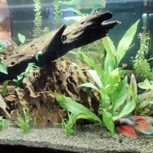 Publication de Cendra03