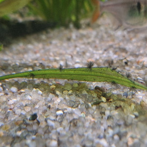 Publication de JV973