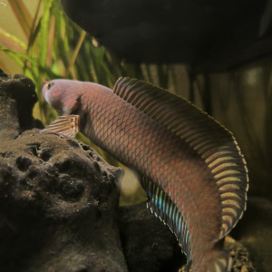 Publication de Guigui-tkt