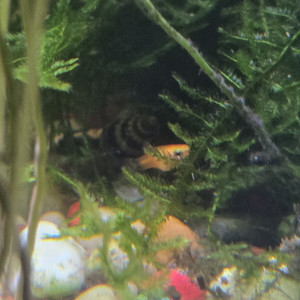 Donne alevins et jeunes platys