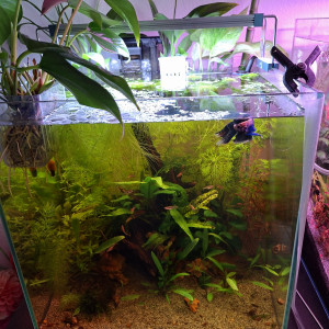 Publication de AquaduSud