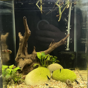 Le Blue velvette 10l