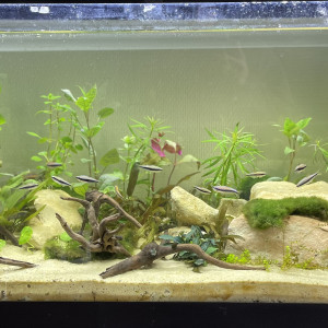 Publication de Yallinc