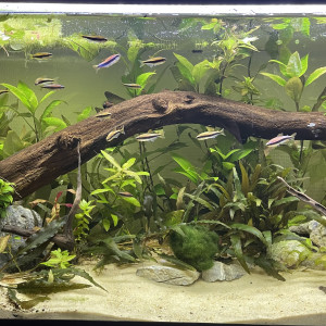 Publication de Yallinc