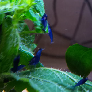 Crevette neocaridina blues Dreams 100% eau du robinet