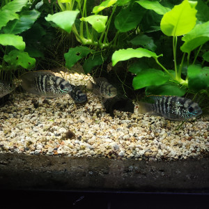 Publication de shanganagh-takhisis