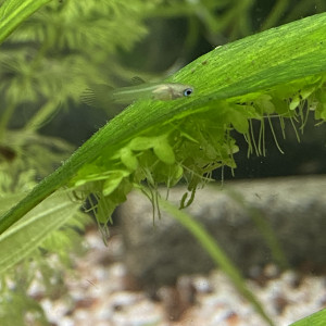 Jeunes guppys et alevins