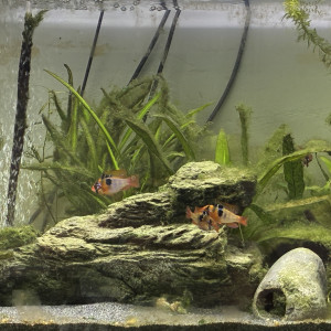 Publication de GUINET1970