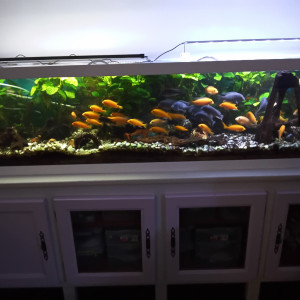 Poissons exotiques
