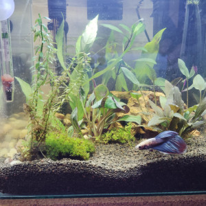 Publication de Cendra03