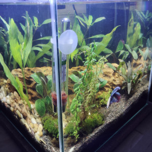 Publication de Cendra03