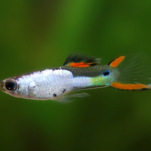 Couple guppy endler El Silverrado