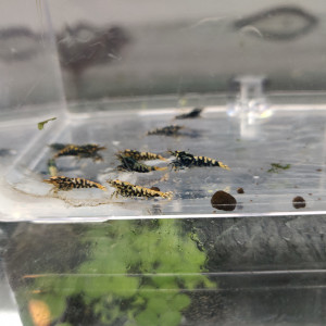 1 Lot de 15 Galaxy Black issues de parents Boa Golden Blue