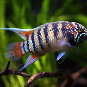 Recherche Nannacara bimaculata ou adoketa