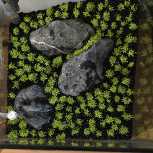 Publication de boubou59