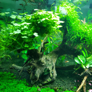 Publication de Mariekiwi