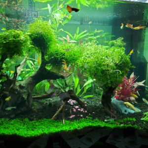 Publication de Mariekiwi