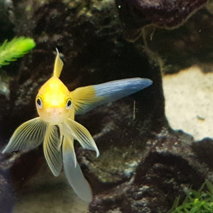 Publication de NEGUS69