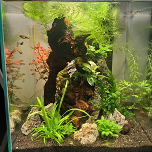 Publication de Magvax