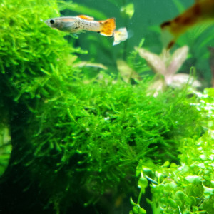 Publication de Mariekiwi