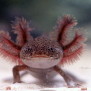 Axolotls couleur Nature