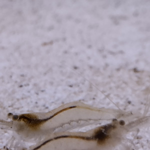 Publication de Fishnships