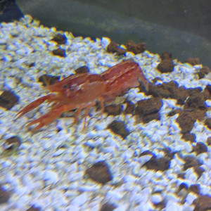 Publication de PORTELLI