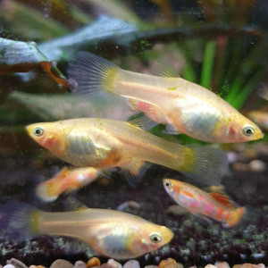 Guppy endler Ginga Rubra ( souche rare )