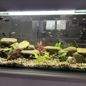 Publication de Laurent66