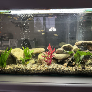 Publication de Laurent66