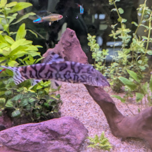 Botia lochata