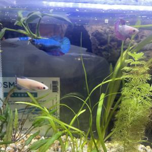 3 betta femelle