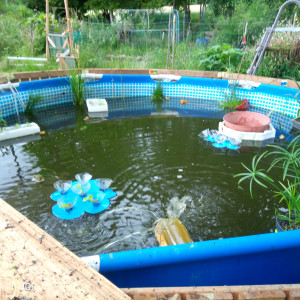 Recherche poissons pour aquaponie