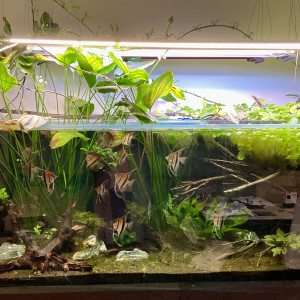 Publication de Scylla_59