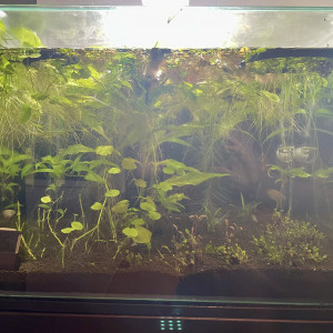 Publication de Scylla_59