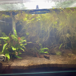 Publication de Scylla_59