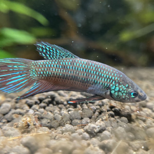 Publication de Scylla_59